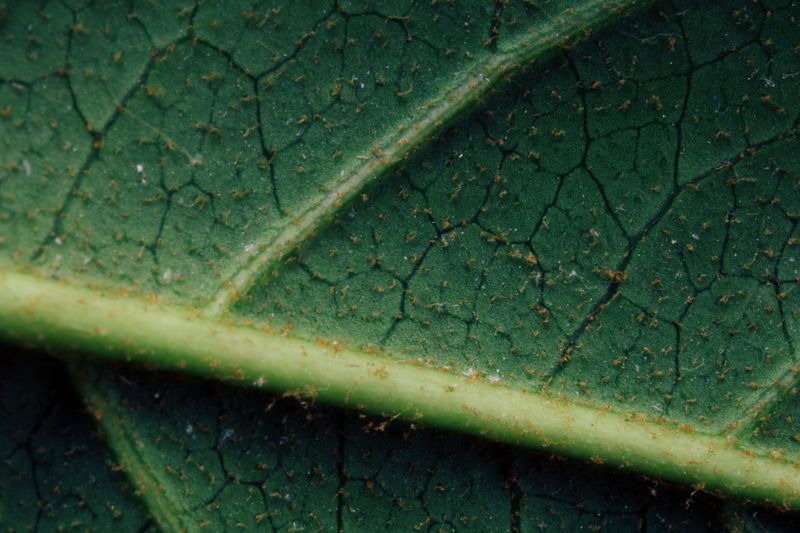 Monitor For Powdery Mildew In Humidity Monitor For Powdery Mildew In Humidity