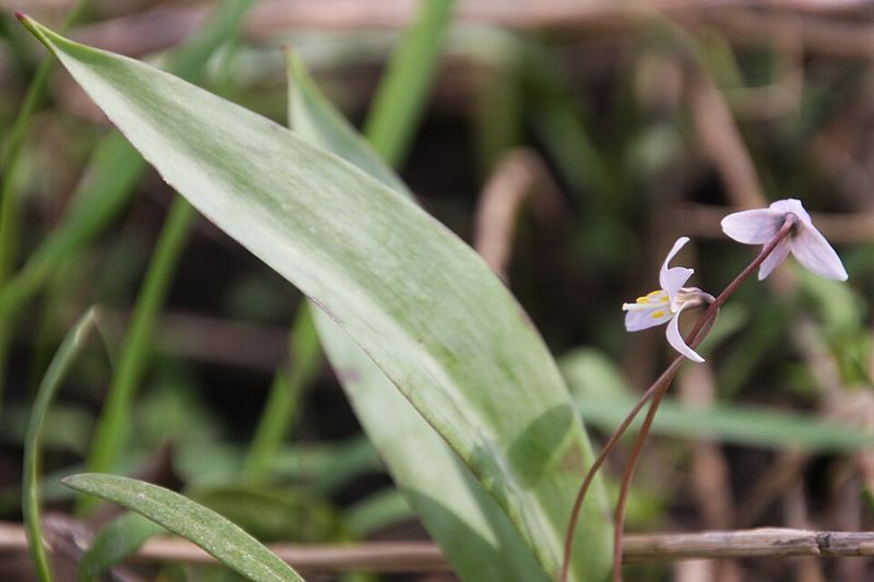 Monitor Sites For Invasive Plant Encroachment