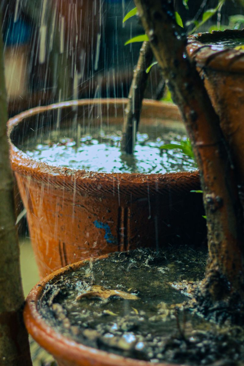 Monitor Soil Drainage After Heavy Rain Monitor Soil Drainage After Heavy Rain