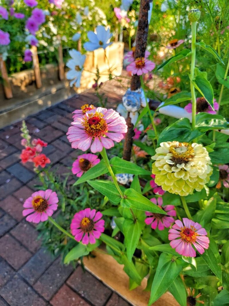 Monitoring Zinnias Before Choosing A Pest Treatment Monitoring Zinnias Before Choosing A Pest Treatment