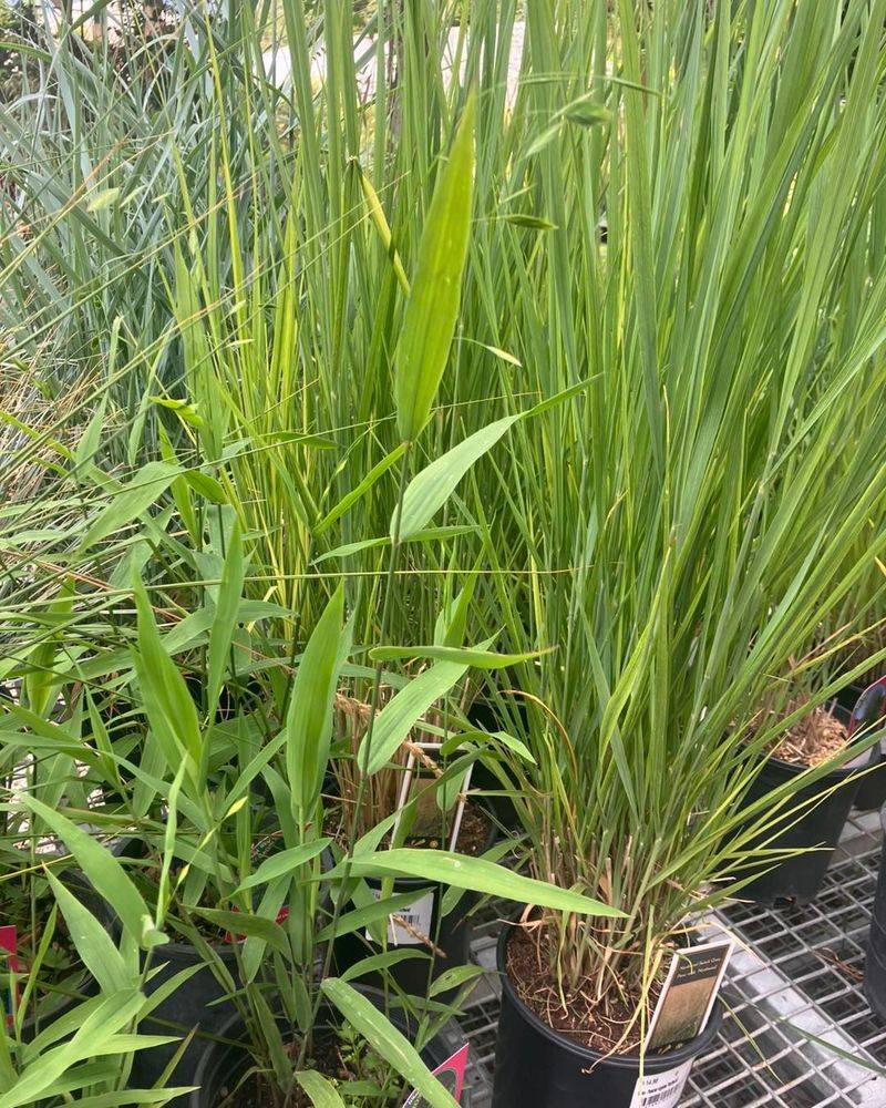Monkey Grass