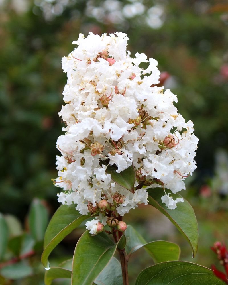 Monow Gives You White Flowers