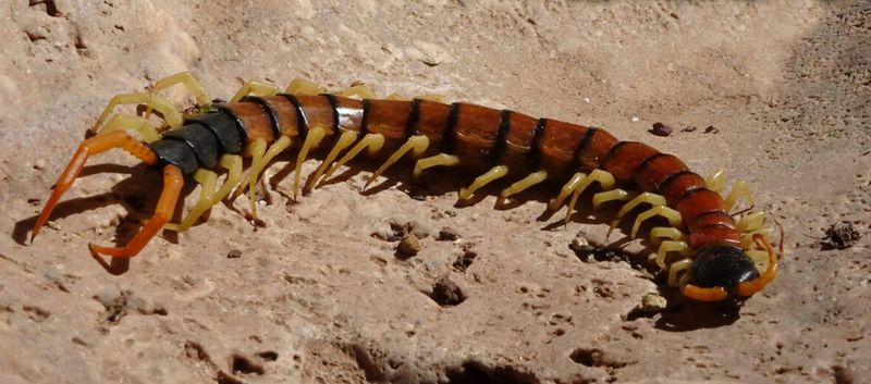 Monsoon Moisture Often Increases Backyard Sightings