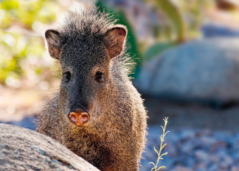 Monsoon Rain Changes What Javelinas Can Find Monsoon Rain Changes What Javelinas Can Find