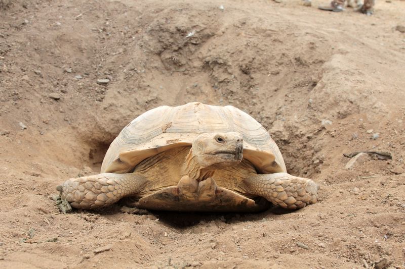 Monsoon Weather Can Change Where They Seek Refuge
