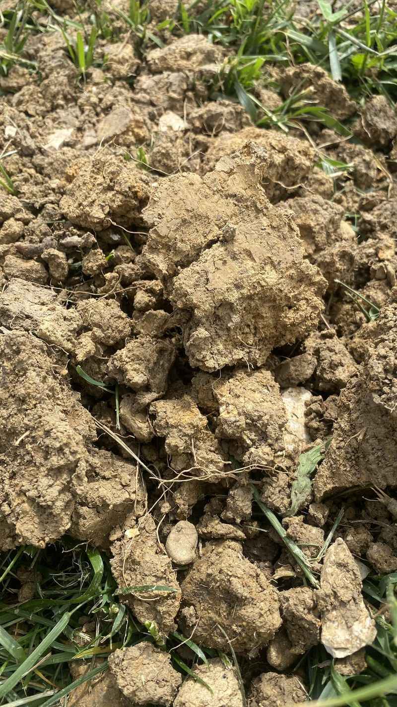 Months Of Dry Soil Took A Toll On Roots Months Of Dry Soil Took A Toll On Roots