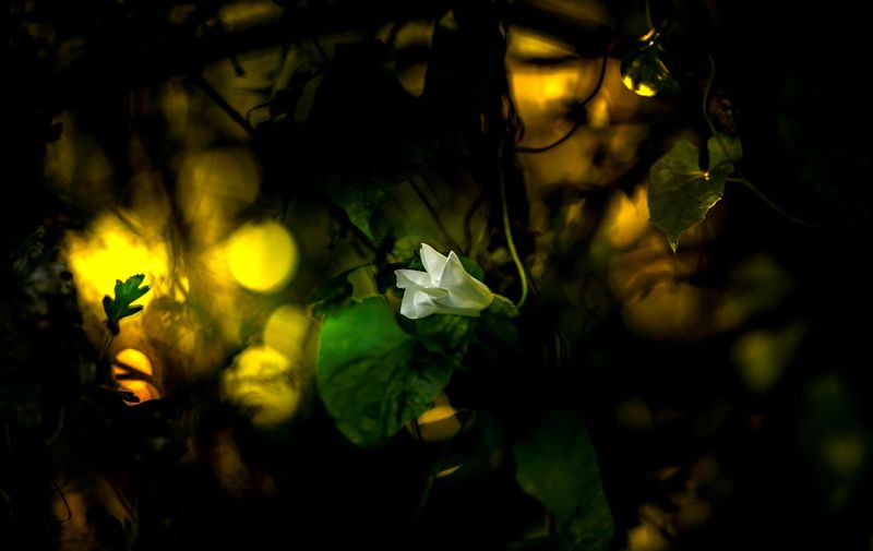 Moonflower