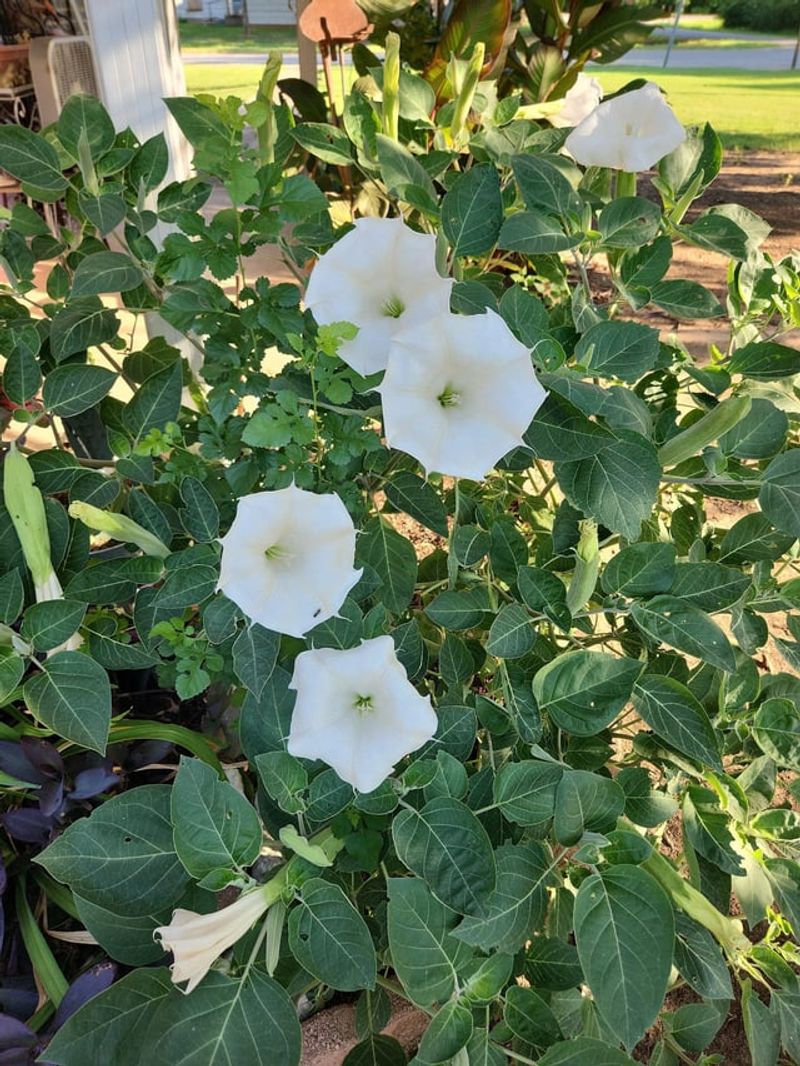 Moonflower Unfurls White Trumpets At Night