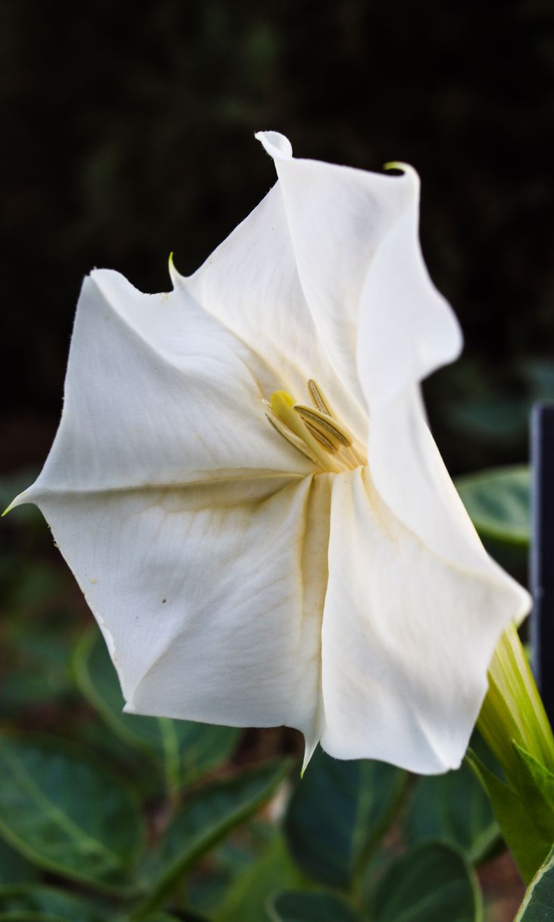 Moonflower Moonflower