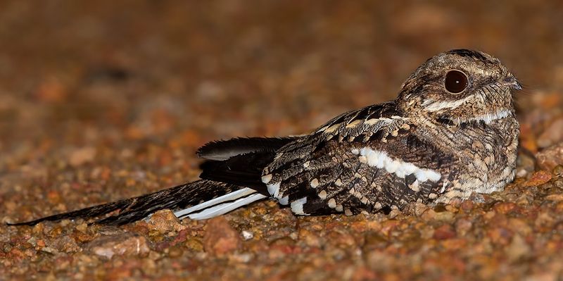 Moonlight Can Keep The Birds Active Longer Moonlight Can Keep The Birds Active Longer