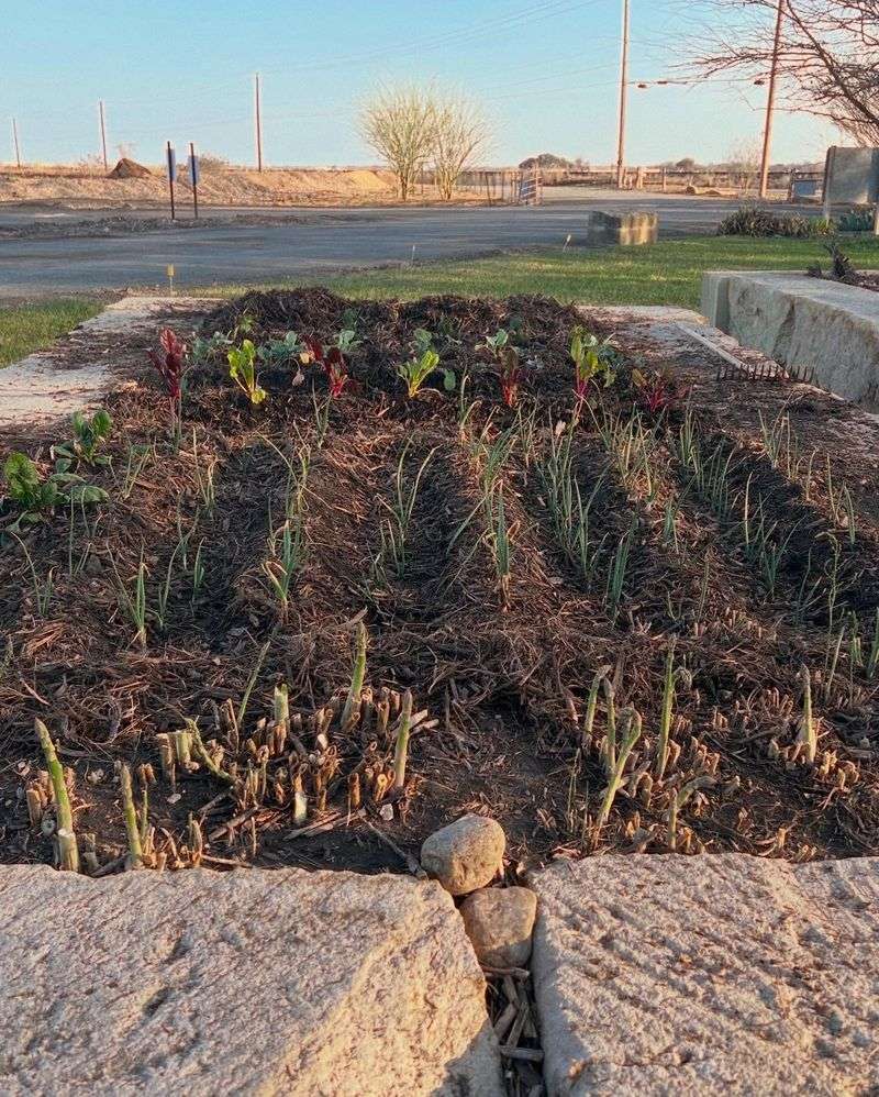 More Compost Is Not Always Better More Compost Is Not Always Better