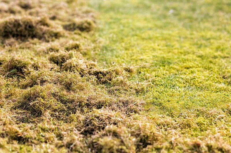 More Fertilizer And Water Can Make The Buildup Worse