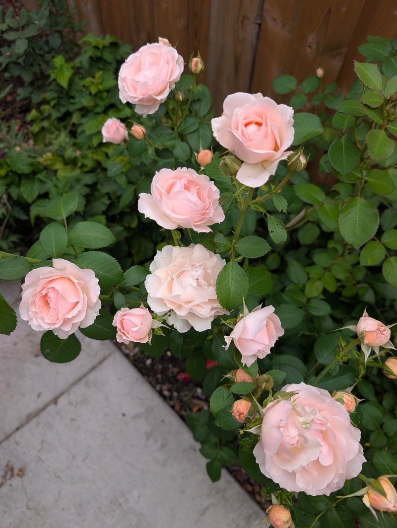 More Fertilizer Does Not Mean More Flowers
