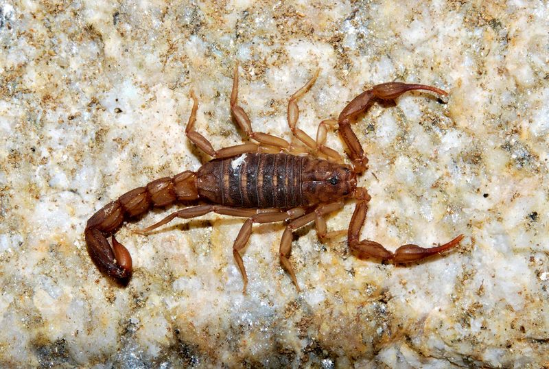 More Insects Give Scorpions An Easy Food Source More Insects Give Scorpions An Easy Food Source