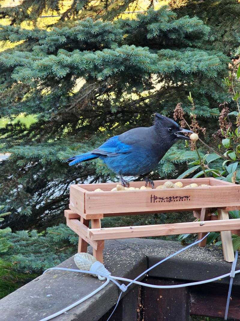 More Jays Can Mean More Competition At Feeders