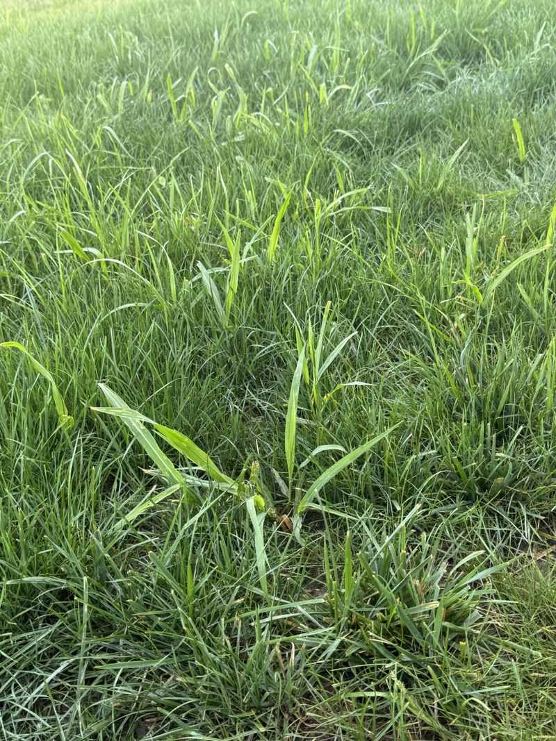 More Leaf Blade Helps Roots Stay Strong