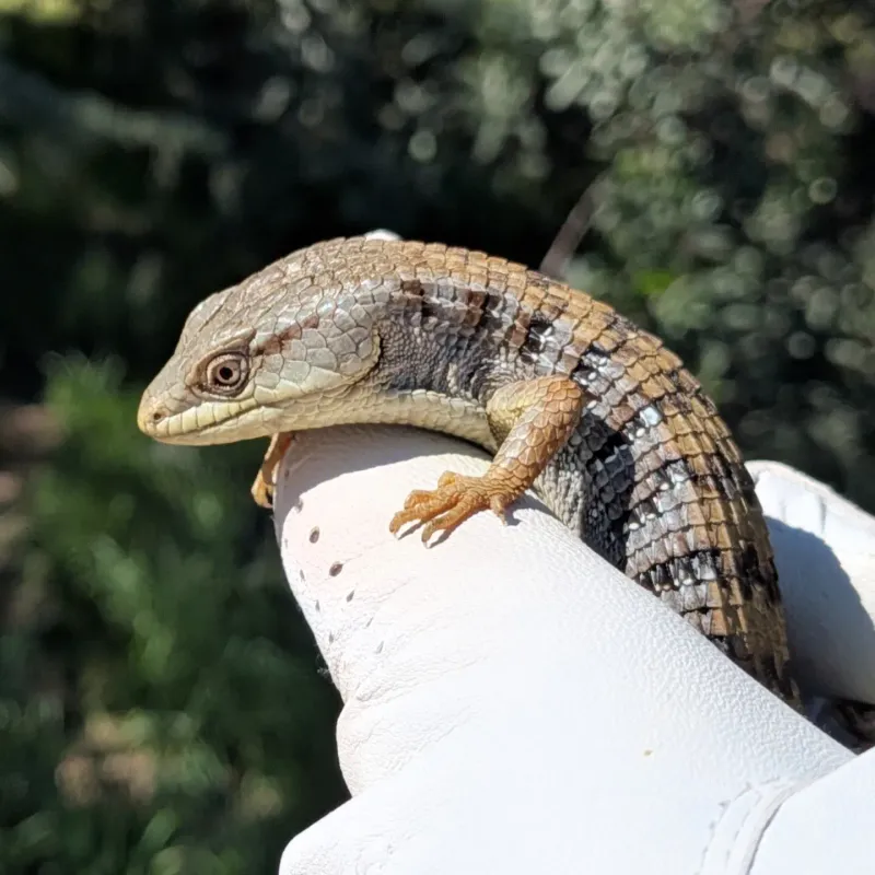 More Lizards Can Mean Fewer Garden Pests