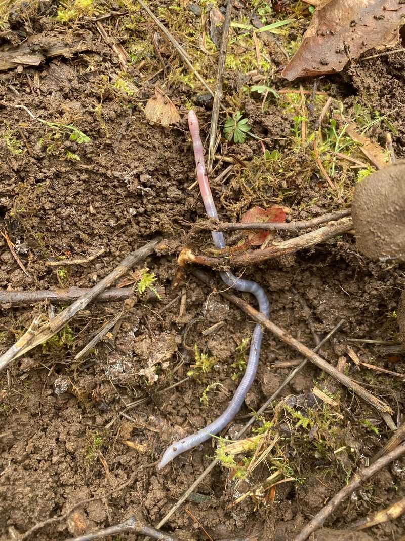 More Organic Matter Gives Earthworms Something To Stay For