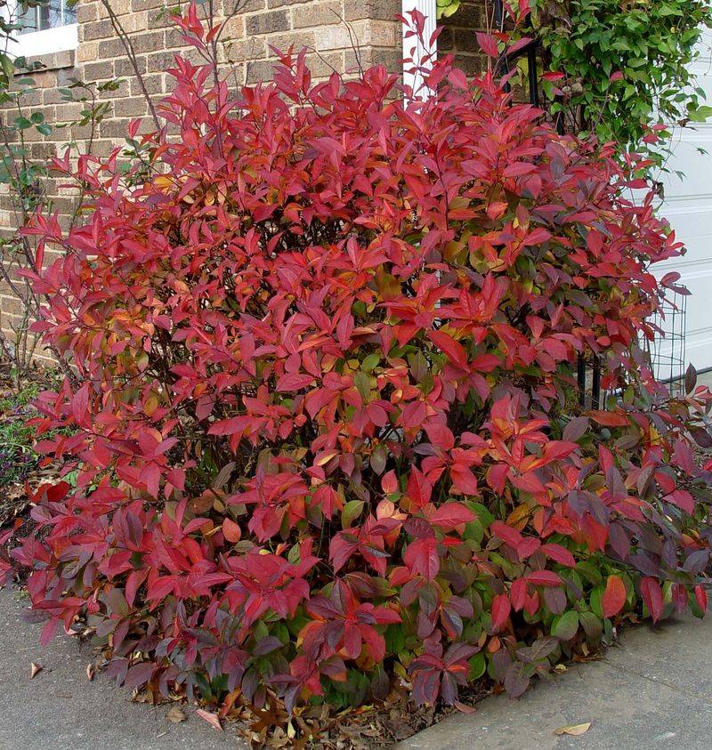 More Sunlight Can Bring Out Stronger Fall Color More Sunlight Can Bring Out Stronger Fall Color