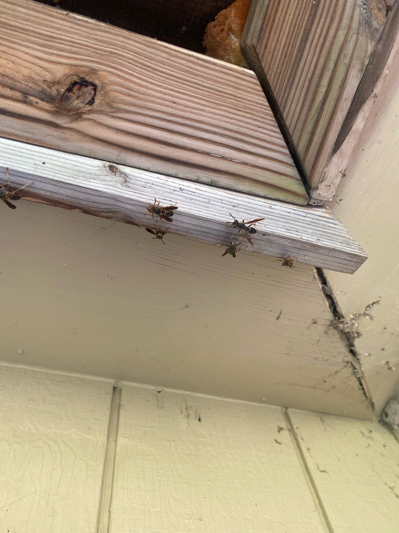More Wasps Suddenly Patrol The Garden