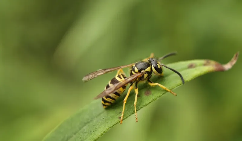 More Workers Bring More Yellowjackets Into Michigan Yards
