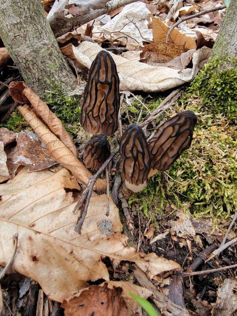 Morel Mushrooms Morel Mushrooms