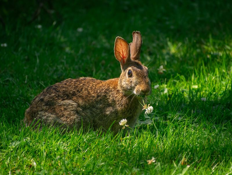 Morning And Evening Sightings Are Completely Normal Morning And Evening Sightings Are Completely Normal