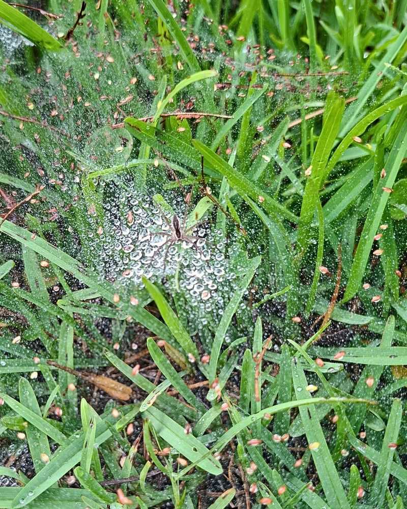 Morning Dew Is Making The Webs Suddenly Visible Morning Dew Is Making The Webs Suddenly Visible