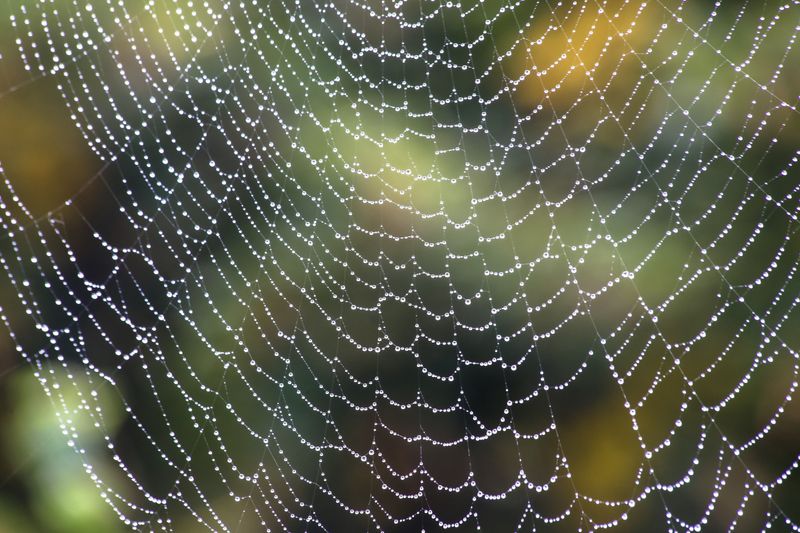 Morning Dew Makes Existing Webs More Visible Morning Dew Makes Existing Webs More Visible