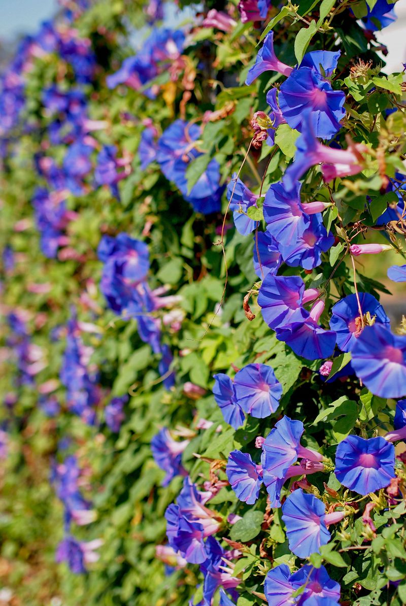 Morning Glory Vines Overwhelm Nearby Plants