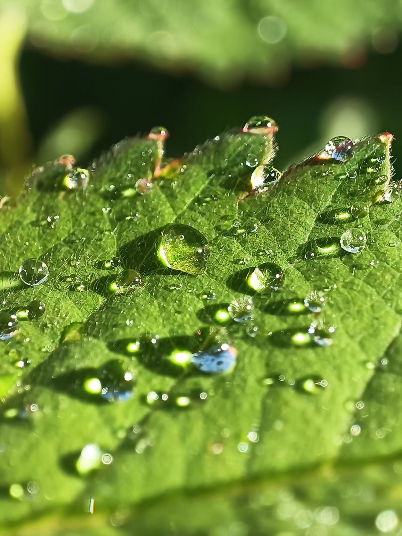 Morning Humidity Reduces Evaporation Needs
