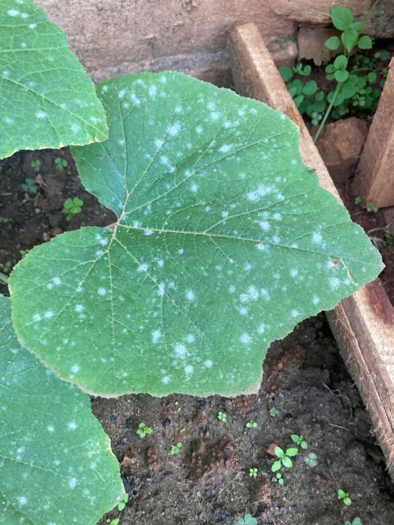 Morning Moisture Reveals Fresh Sporulation