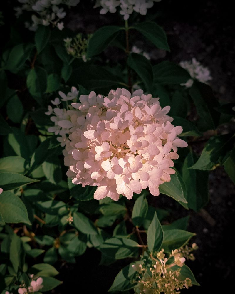 Morning Sun Keeps Eastern Blooms Vibrant