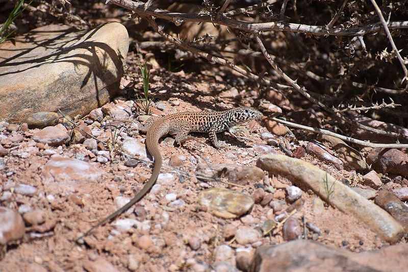 Morning Warmth Brings These Fast Lizards Back Outside