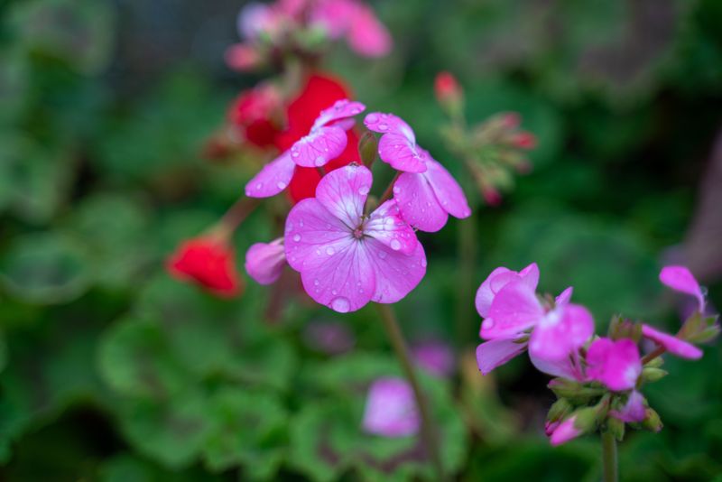Morning Watering Helps Geraniums Handle Afternoon Heat Morning Watering Helps Geraniums Handle Afternoon Heat