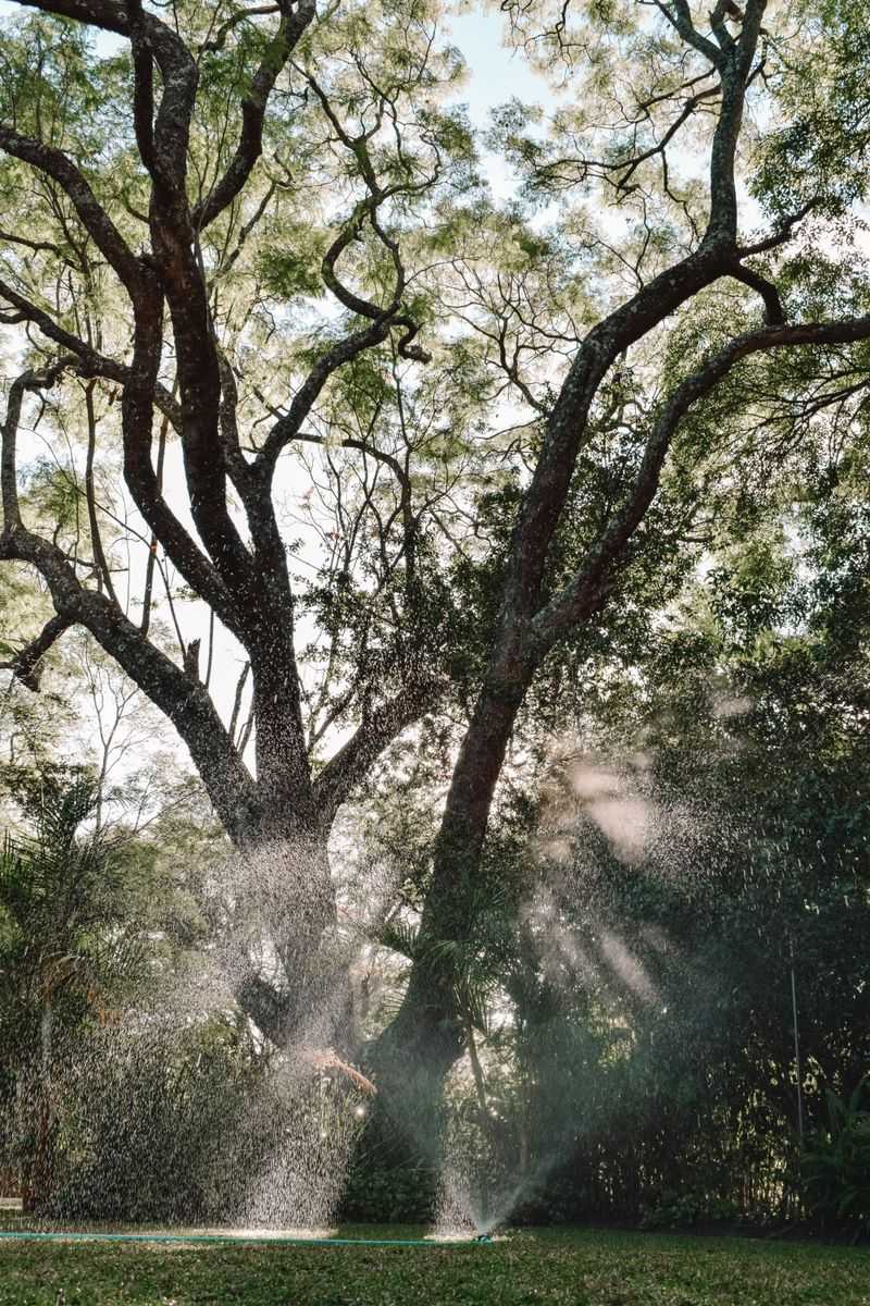 Morning Watering Sessions Reduce Evaporation Loss Morning Watering Sessions Reduce Evaporation Loss