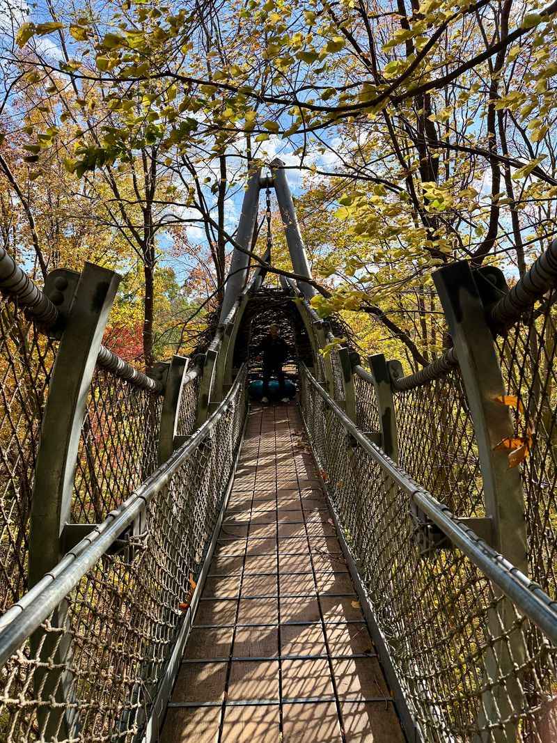 Morris Arboretum Hides A Treetop Walk Above The Trees