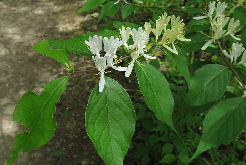 Morrows Honeysuckle Does Not Stay Inside The Shrub Border