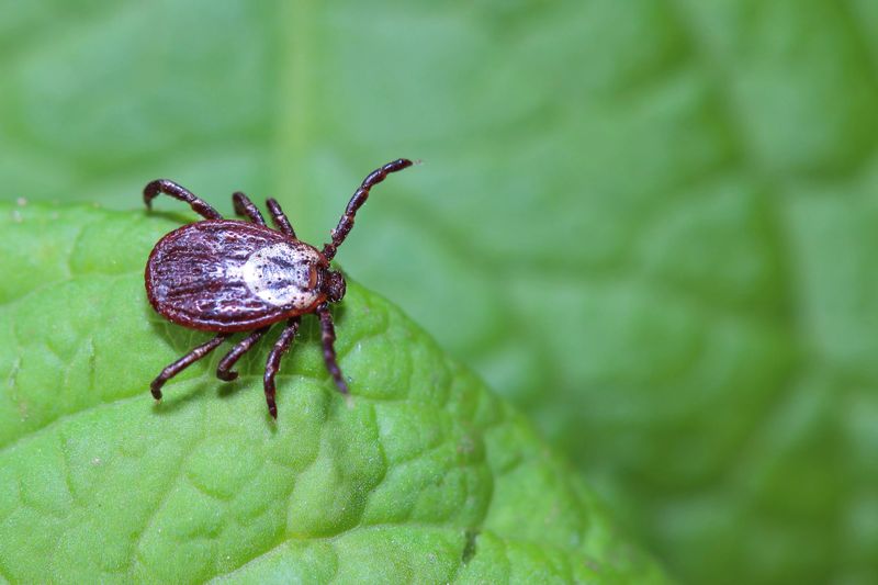 Mosquito And Tick Control Needs More Than One Step Mosquito And Tick Control Needs More Than One Step