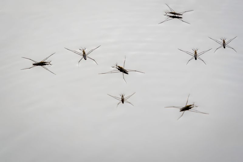Mosquitoes Multiply Fast In Stagnant Pools