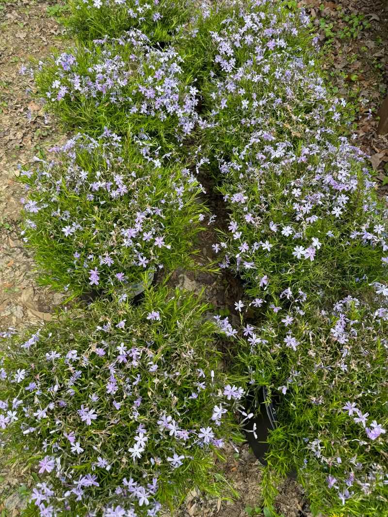 Moss Phlox Stays Low And Bright Moss Phlox Stays Low And Bright
