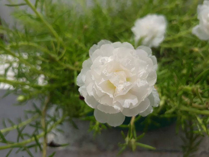 Moss Rose Moss Rose