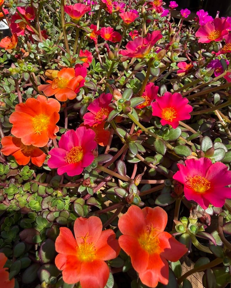 Moss Rose Loves Hot Sunny Edges