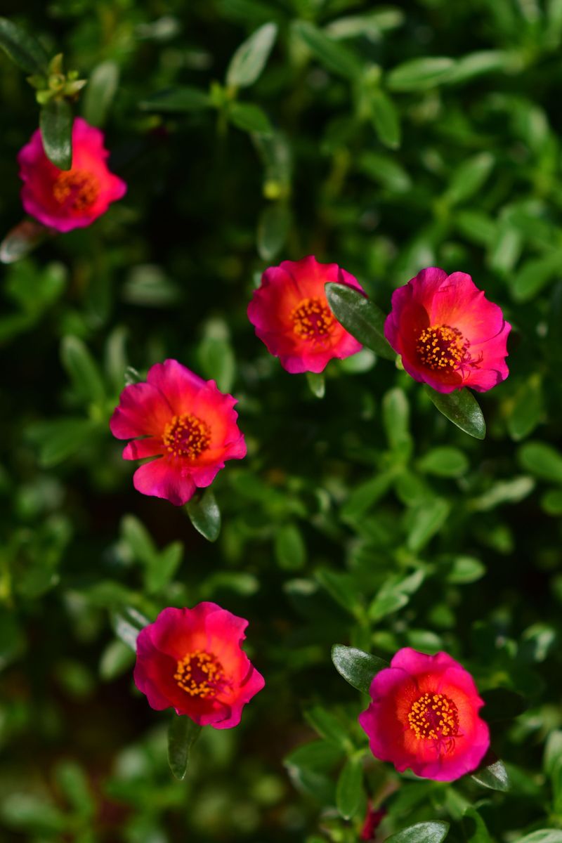 Moss Rose Moss Rose