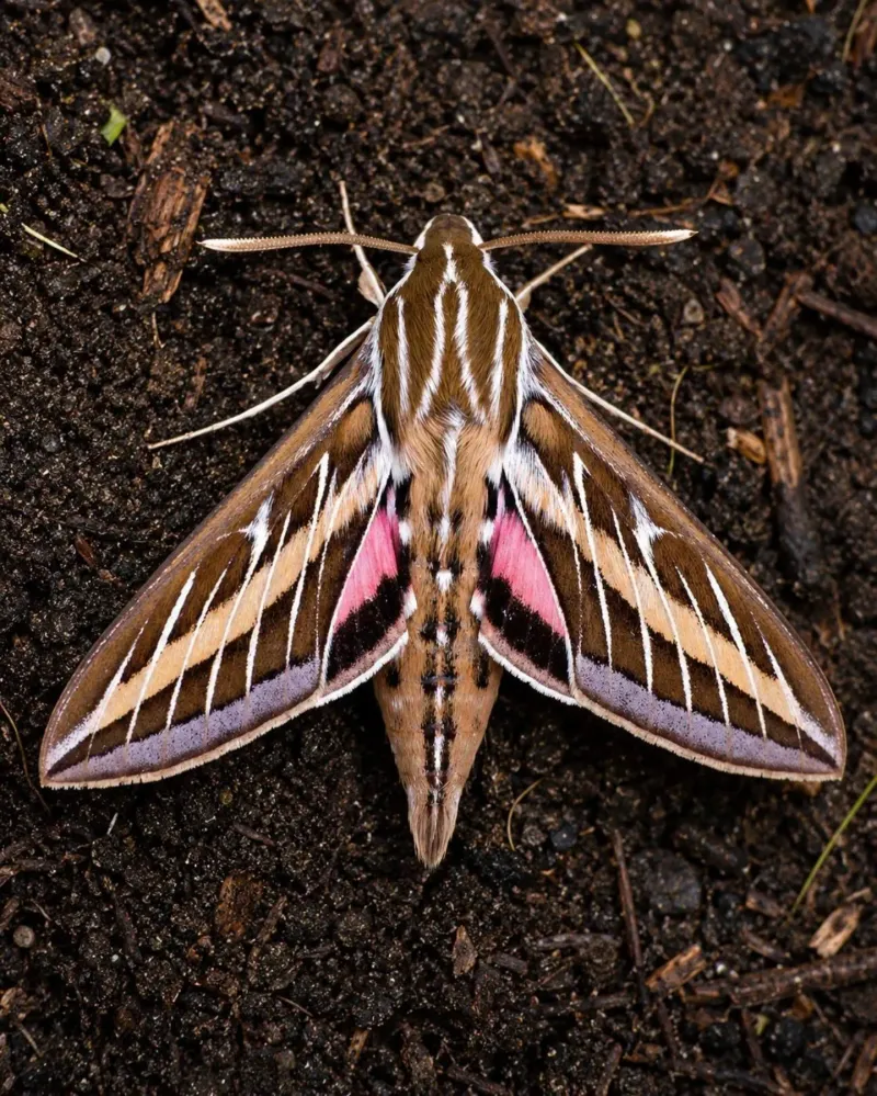 Most Adults Become Active Around Dusk