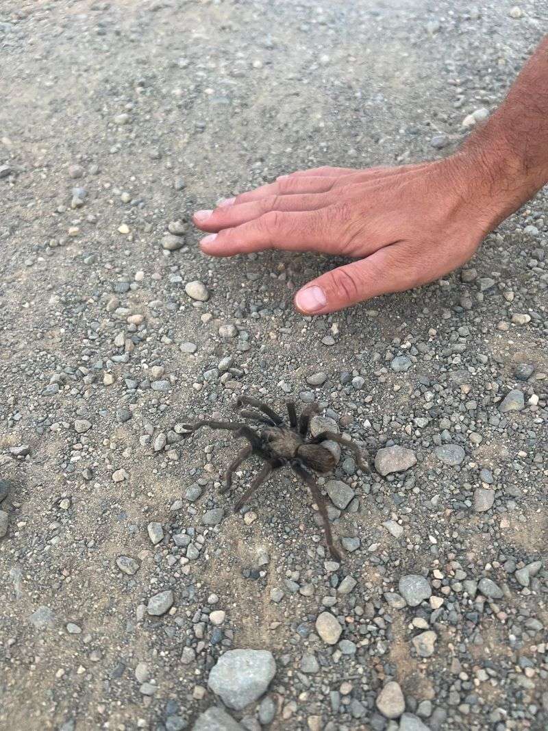 Most Backyard Encounters Are Brief And Harmless Most Backyard Encounters Are Brief And Harmless