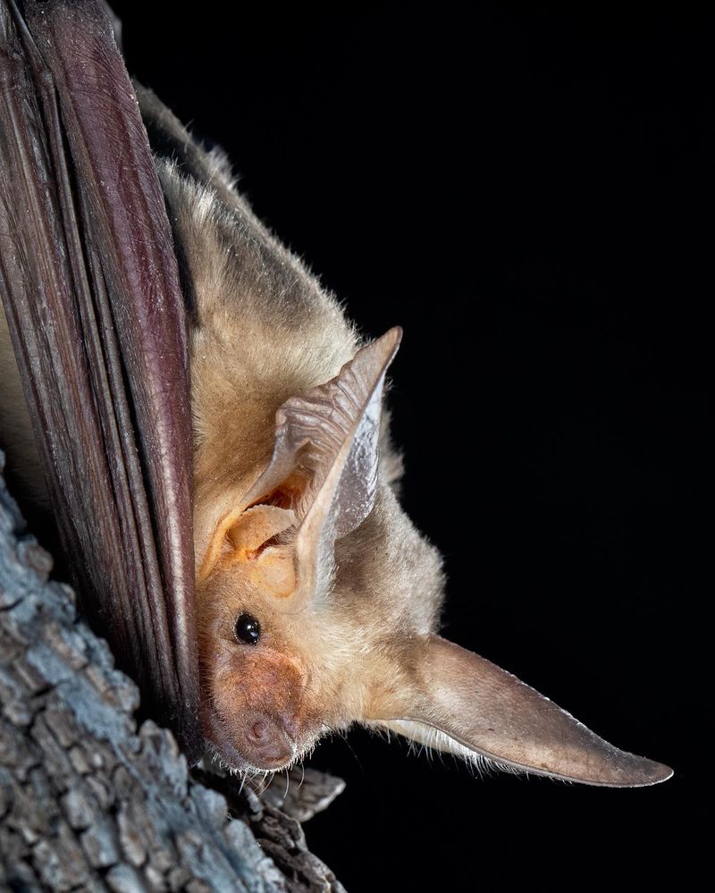 Most Bats Over Your Yard Are Simply Looking For Food