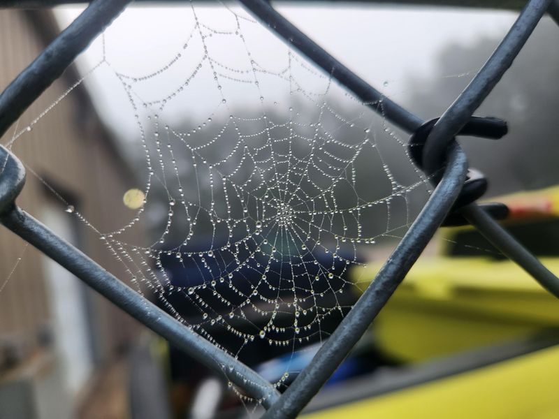 Most Common Garden Spiders Pose No Real Threat Most Common Garden Spiders Pose No Real Threat