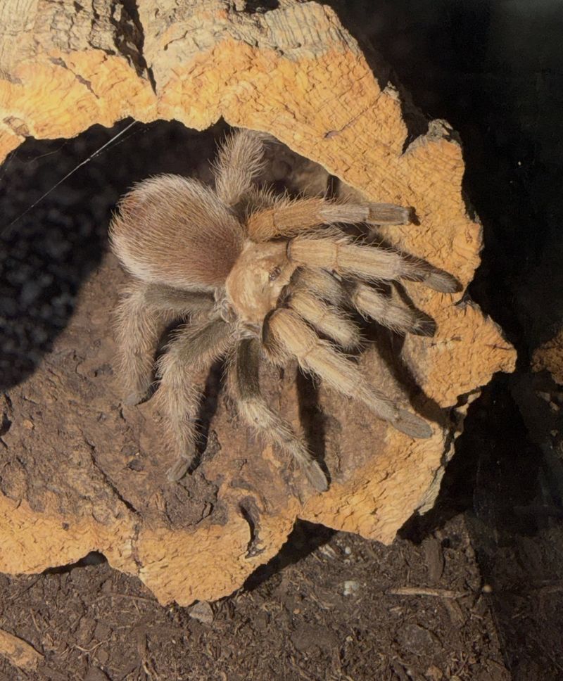 Most Females Stay Close To Their Burrows