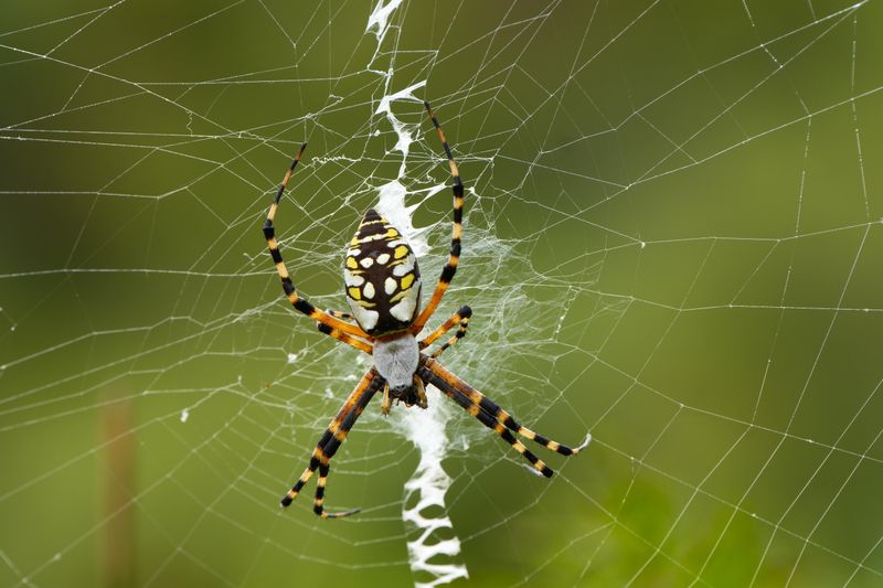 Most Garden Spiders Are Helping Most Garden Spiders Are Helping